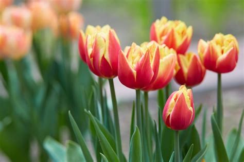 Premium Photo Varietal Tulip Allegretto On A Summer Day In The Garden