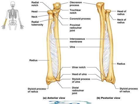 Head Of Ulna Articulates With - fingersandfeathersh