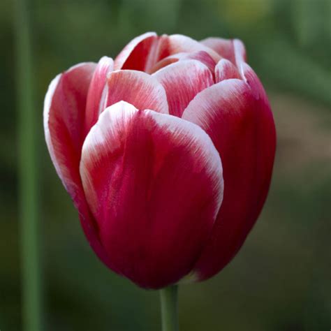 Tulip N Tulipa Timeless Kir Lykert Vir Gha