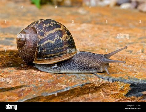 Common Or Brown Garden Snail Helix Aspersa Devon UK Stock Photo Alamy