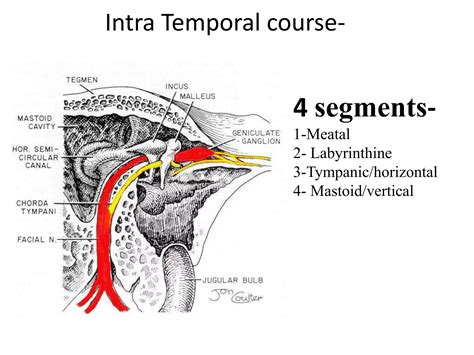 Facial Nerve Anatomy And Important Aspects Ppt