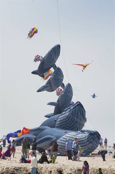 Annual Kite Flying Festival Editorial Stock Image - Image of coast ...