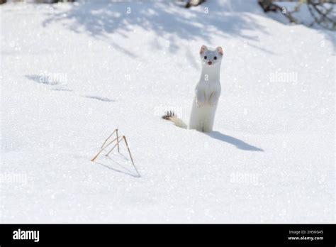 A short-tailed weasel (Mustela erminea) stands in the snow looking at ...