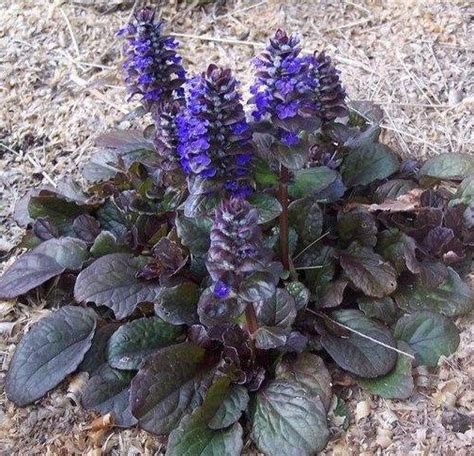 6 Atropurpurea живучка - Живучка - Заказать садовые цветы с доставкой ...