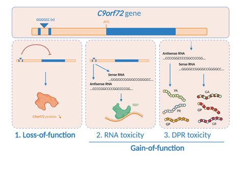 Three Disease Mechanisms Proposed To Underlie C Orf Als Ftd First