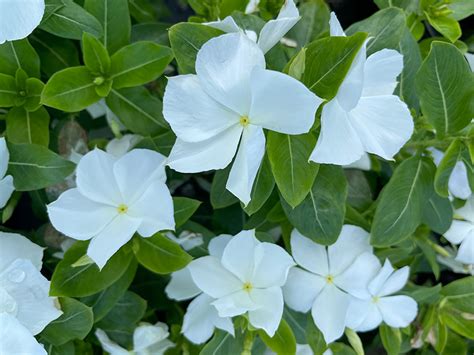 Vinca Cora® Xdr White Johnson Nursery Corporation