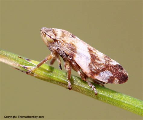 Spittlebug Philaenus Spumarius Bugguide Net