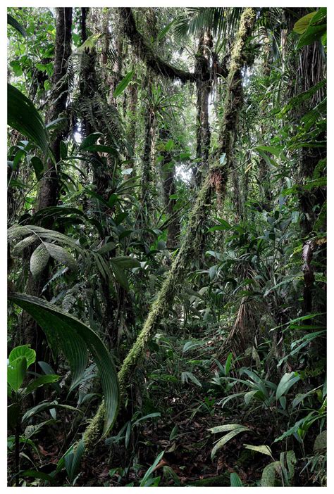 Cloudforest Napo Province Ecuador Joseph Beck Flickr