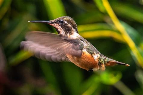 Violetear Espumante Verde E Azul Beija Flor Voando Ao Lado De Uma Bela