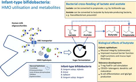 Infant Type Bifidobacteria Human Milk Oligosaccharide Hmo Breakdown