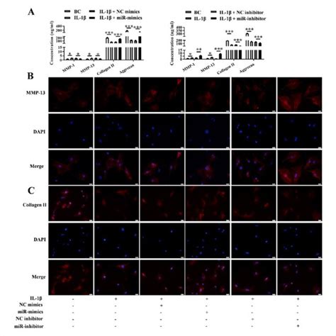 Expression Levels Of Value Added Related Proteins Pcna And Ki When