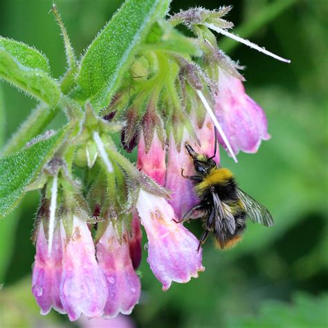 TrogTrogBlog: Nectar robbers