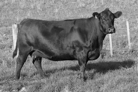 Turihaua D224 Et Turihaua Angus