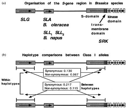 Schematic Diagram Of The General Features Of The S Gene Region In