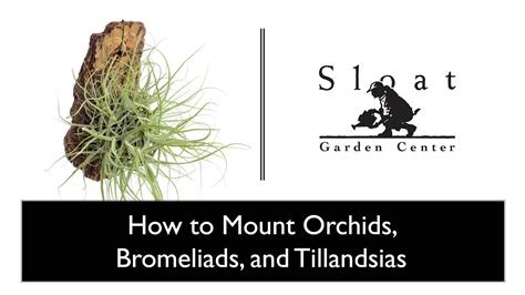 Webinar How To Mount Orchids Bromeliads And Tillandsias Youtube