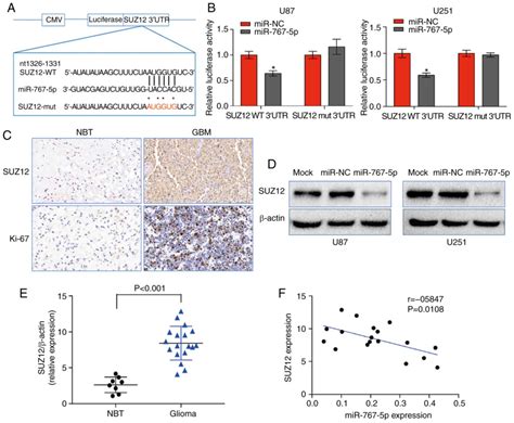 MiR7675p Inhibits Glioma Proliferation And Metastasis By Targeting SUZ12