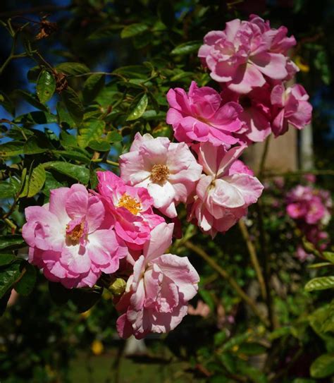 Plantfiles Pictures Hybrid Multiflora Rose Rambler Tausendschon