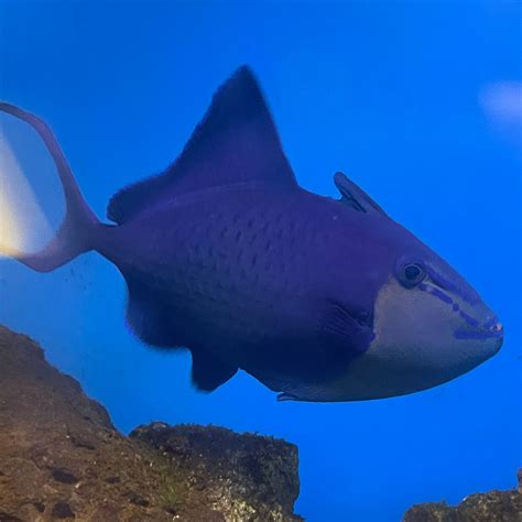 Triggerfish – Richmond Aquarium