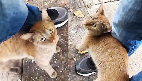 Vidéo Cette chatte errante a tout fait pour se faire adopter y