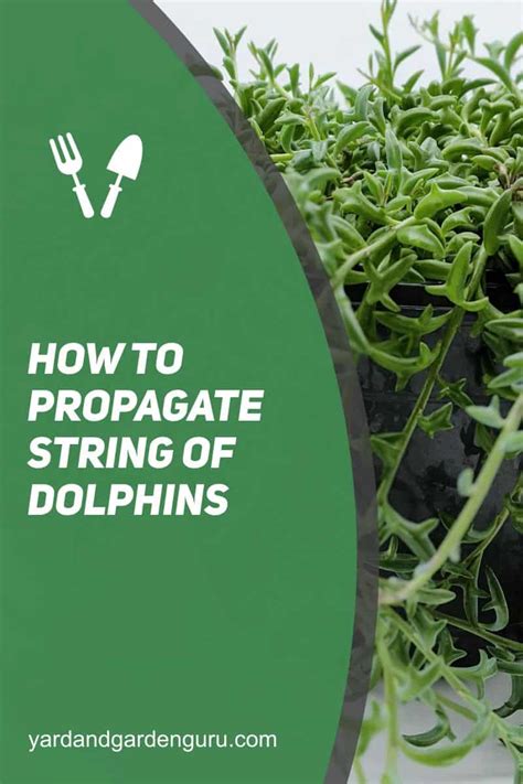 How To Propagate String Of Dolphins