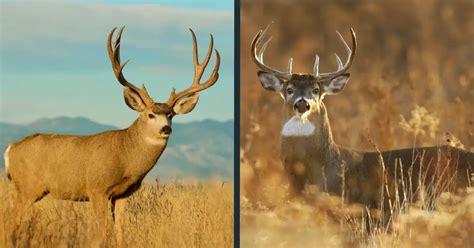 Mule Deer Vs Whitetail Deer Comparison Differences World Deer