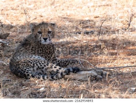 Mature Cheetah Cub Royalty Free Images Stock Photos Pictures Shutterstock