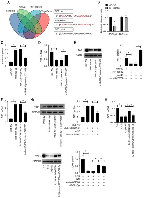 Protective effects of hsa circ 0072568 on interleukin1βstimulated