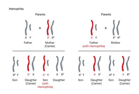 Diagram Of Genetics Quizlet