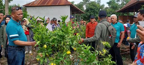 Ini Upaya Ditjen Hortikultura Tingkatkan Daya Saing Jeruk Indonesia Di