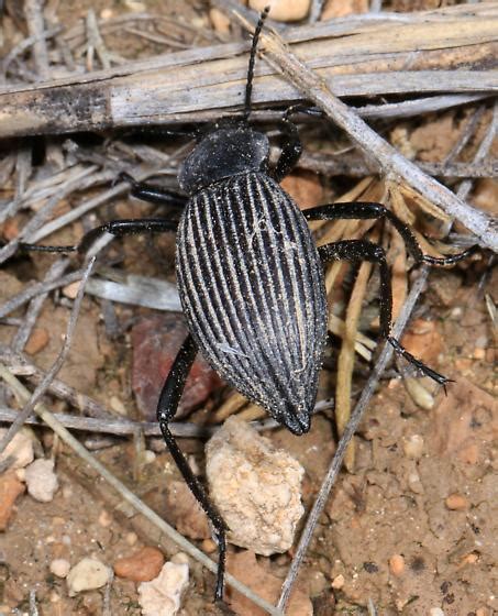 Desert Stink Beetle Eleodes Sp Eleodes Hispilabris Bugguide Net