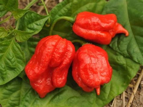 Pepper Trinidad Scorpion - Goode Greenhouses