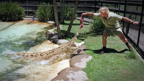 Leucistic Crocodile