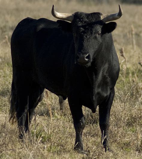 animals wallpapers dangerous black bull hd wallpapers