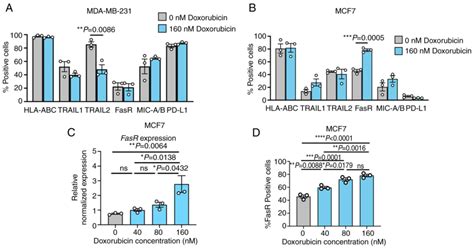 Doxorubicin Sensitizes Breast Cancer Cells To Natural Killer Cells In