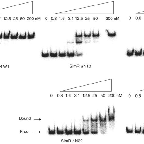 Electrophoretic Mobility Shift Assay Emsa Showing The Binding Of