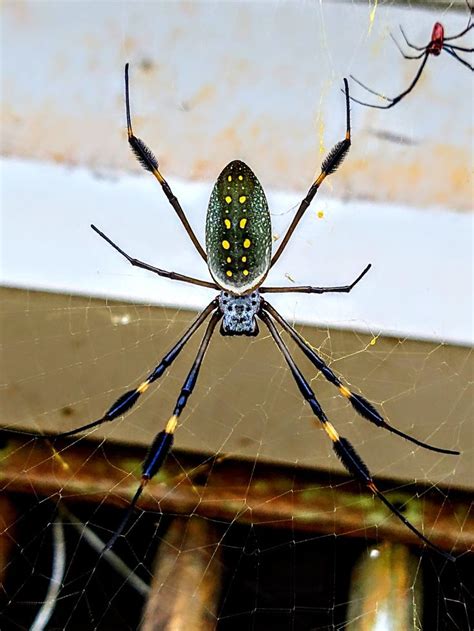 Nephila Clavipes | Arachnids, Spider, Insects