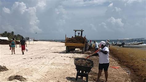 Recolectan En Quintana Roo M S De Toneladas De Sargazo