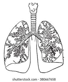 Human Lungs Bronchi Hand Drawn Sketch Stock Vector Royalty Free