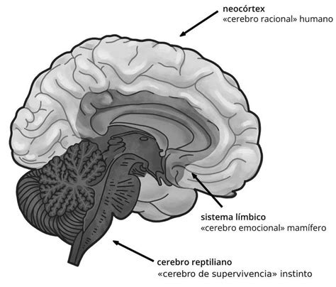 Siete Lecciones Y Media Sobre El Cerebro Telegraph