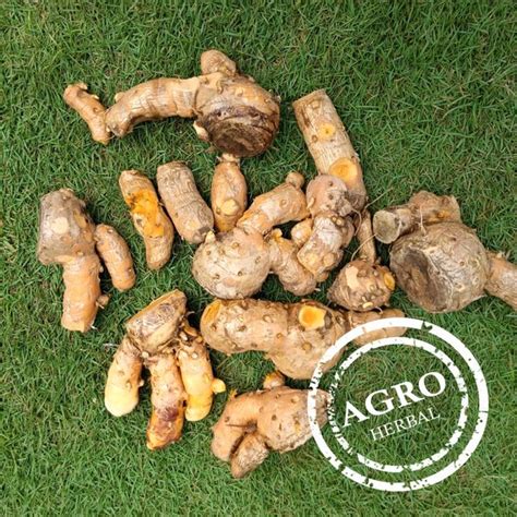 Jual Temu Lawak Segar Kg Curcuma Xanthorrhija Di Lapak Agro Herbal