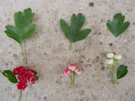 080614 Hawthorns (Crataegus) ~ hawthorn tree leaves | All three blossom ...