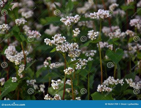 Na Flor Do Trigo Mourisco Do Campo Imagem De Stock Imagem De