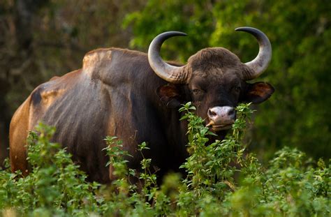 Gaur Species In World Land Trust Reserves