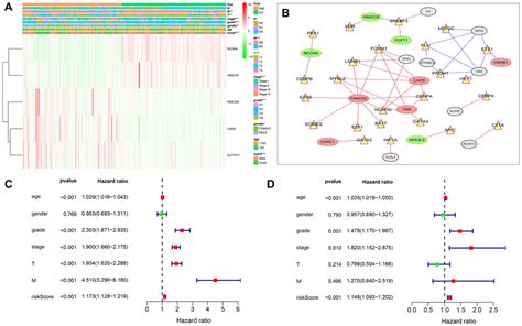 A New Survival Model Based On Ferroptosis Related Genes For Prognostic