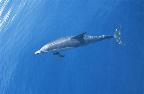 Common Dolphin Photograph by Christopher Swann/science Photo Library ...