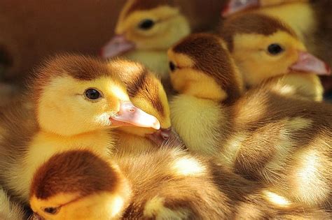 animal, baby, bird, born, child, cute, duck, duckling, ducklings, ducky ...