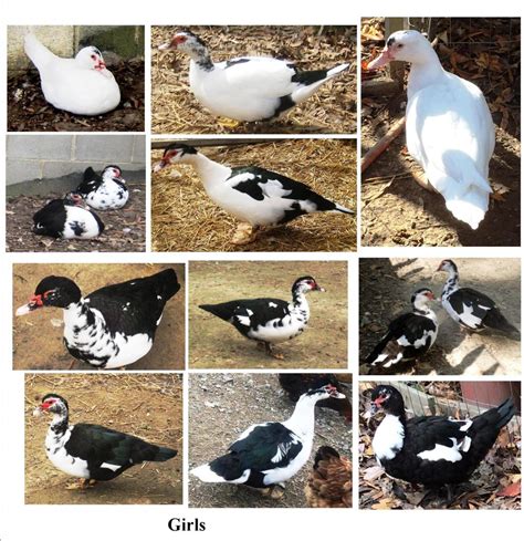 Fertile Muscovy duck hatching eggs rare ripples and all colors