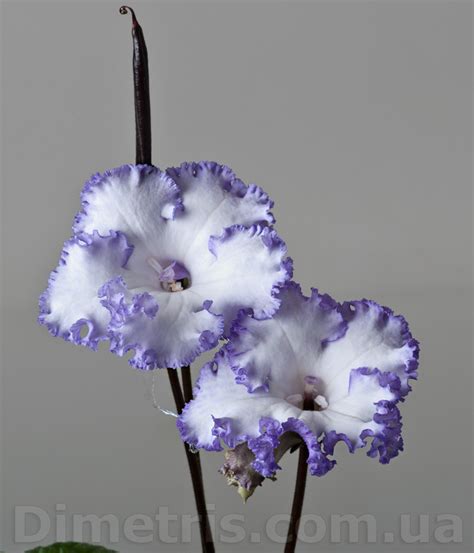 Variety Catalog of Dimetris