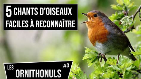 Chants D Oiseaux Faciles A Reconnaitre Les Ornithonuls Youtube