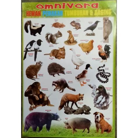 Jual Poster edukasi hewan omnivora / hewan pemakan tumbuhan dan daging ...